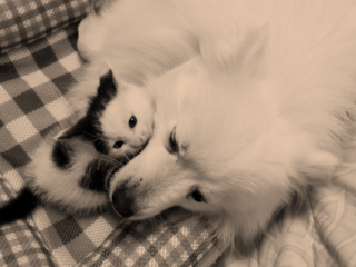 無駄に散る動物たちの命を繋げるための動物保護施設を作りたい！ のトップ画像