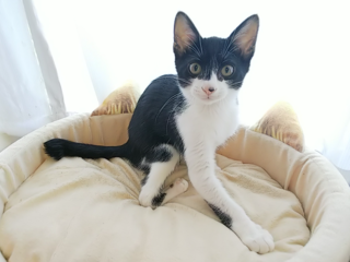 脚首の曲がった猫の整形手術をしてあげたい！ のトップ画像