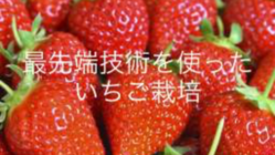 最先端技術を使ったいちご栽培 のトップ画像