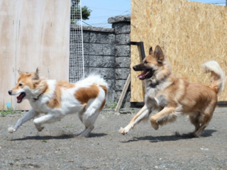 施設内ドッグランを清潔で快適なコンクリート張りにしたい! のトップ画像