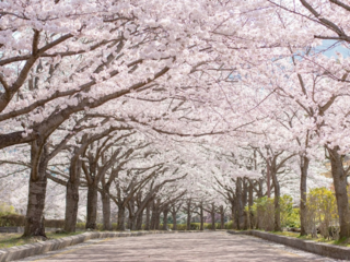 ガイド付きの車で出かける！新しい旅行の形で地域貢献したい のトップ画像