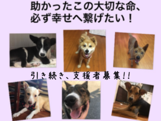 行き場を無くした保護犬達を幸せへと繋げたい！ のトップ画像