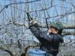 船橋市で税金を使って捨てている梨の枝を再利用して化粧品を作る のトップ画像