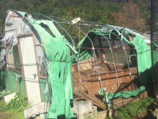 熊野地鶏の飼育開始！大型台風で初年度から大ピンチ！！ のトップ画像