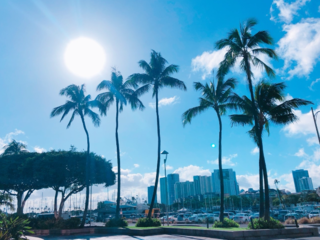 ハワイでの歌舞伎公演を公式記念アロハシャツの製作で応援したい のトップ画像