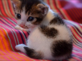 アモリコ×ネコリパ～殺処分待ちの猫達へXmasプレゼントを！ のトップ画像