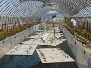 特許申請中のミネラル酵素溶液による、ほうれん草水耕栽培！！ のトップ画像