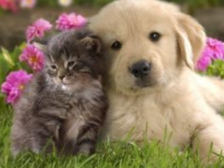 東京MXで動物愛護の番組を作ろう のトップ画像