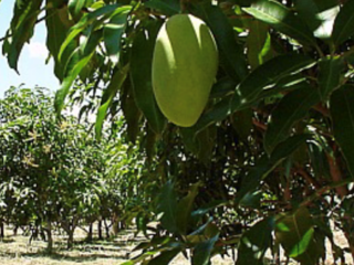 絶品フィリピンマンゴーを日本へ！現地の雇用を増やしたい！ のトップ画像