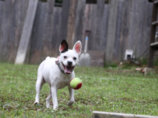 京都府京北の古民家でドッグラン付きのドッグカフェを開業したい のトップ画像