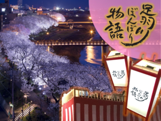 【足羽川ぼんぼり】福井の美しい桜並木にこれからも希望の灯りを