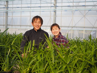 【西日本豪雨】自慢のシンビジウム。花農家としての復活を！！ のトップ画像