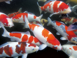 錦鯉の魅力を世界に! のトップ画像