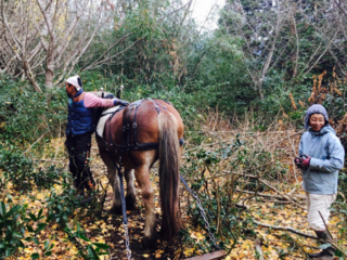 はたらく馬と共に「懐かしい未来」へ！里山&茶畑再生PJ のトップ画像