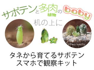 【サボテンを種から育てる！】観察キット！【サボテンの産毛】 のトップ画像