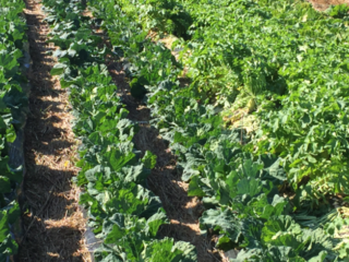 シルバー層のパワーで耕作放棄地を使い奇跡の野菜作り！ のトップ画像