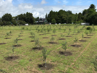 房総の耕作放棄地を再生し、新たなオリーブの産地にしたい！ のトップ画像