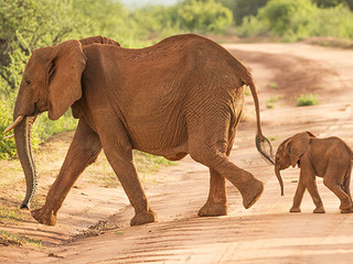 ケニアの大自然を紹介する写真展を開催し、ゾウの森を守りたい！