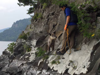 絶滅種に指定されてしまったニホンカワウソの調査活動。 のトップ画像