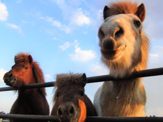 ポニー３頭の一口馬主になって、南相馬にポニー牧場を創ろう！ のトップ画像