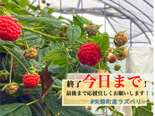 【福島県矢祭町】10年越しの実現へ国産ラズベリーの生産拠点を！