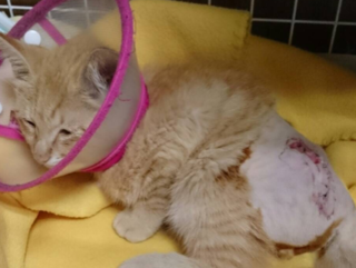 排尿困難の猫『しじみ』を保護し治療するマイさんを支援したい！ のトップ画像