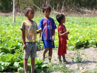 インドネシアの子どもたちに、モリンガで栄養改善を のトップ画像