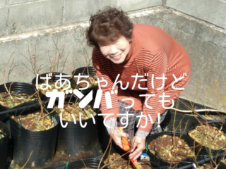ブルーベリーで健康・キレイに！美容師ばあちゃんの観光農園PJ のトップ画像