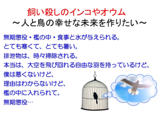 飼い殺しのインコやオウム　〜人と鳥の幸せな未来を作りたい〜 のトップ画像