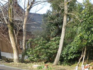 グループホームの敷地内の欅・銀杏などの樹木を伐採し整地する。 のトップ画像