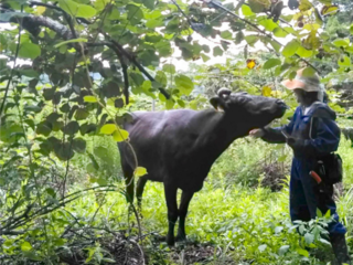 震災を生き延びた牛達と共に。持続可能なエコ草刈りで地域を守る のトップ画像