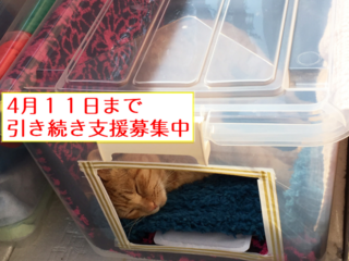 怪我をしたとたん人間に捨てられた２匹の猫の命を助けたい！！ のトップ画像