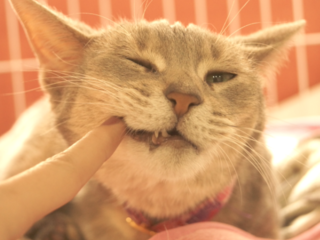 虐待猫や繁殖猫たちが家族と出会える保護猫カフェを兵庫に！ のトップ画像