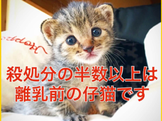 殺処分対象の子猫を救う保護猫サロンを作りたい のトップ画像