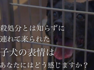 殺処分の今を伝えたい！写真集で認識を高めて意識改善をしたい！ のトップ画像