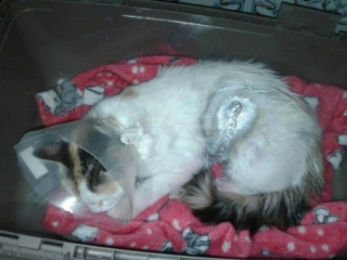 虐待され捨てられた「ゆめ」の安心して過ごせる環境を作りたい のトップ画像