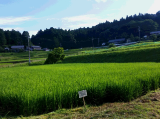 中山間地の農業を守りたい！～高校生が耕作者不在の水田に挑む～ のトップ画像