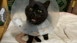 怪我や病気と闘う野良猫太朗さんを救いたい のトップ画像