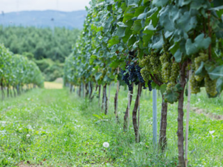 いつかこの地にワイナリー。立科町のブドウ畑を拡大したい。 のトップ画像