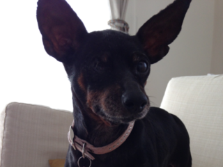 パピーミルから保護された"ラブ"これからもその足で歩けるように のトップ画像