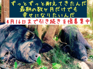 ボロボロになるまで働かされる家畜たちに「最初で最期の幸せを」 のトップ画像