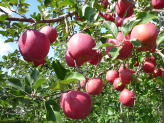 今年も真っ赤に実らせたい！青森・りんご園再生プロジェクト のトップ画像