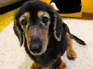 保護犬コツオに手術と治療を！「放置うんちゼロ」で活躍の場を！ のトップ画像