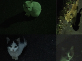 太陽兄ちゃんの検査と病の発症-2