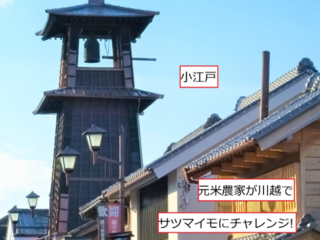 元米農家が川越でサツマイモづくりに挑戦! のトップ画像