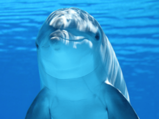 ダイビングインストラクターがつくる！ハワイと海の情報発信基地 のトップ画像