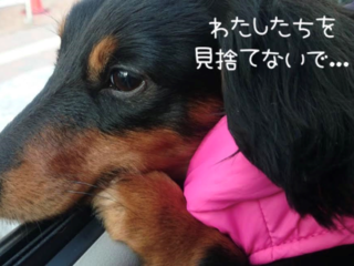 年間4万頭を超える犬猫の殺処分をゼロにしたい！ のトップ画像