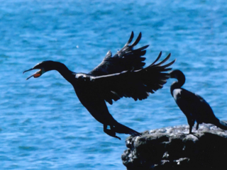 レンズに映そう！三浦の海　海洋教育写真コンテスト開催 のトップ画像