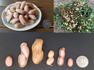 巨大落花生『おおまさり』を名物に！四街道市活性化プロジェクト のトップ画像