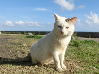 第5弾、たくさんのご支援ありがとうございました。